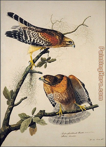 Red-Shouldered Hawk painting - John James Audubon Red-Shouldered Hawk art painting